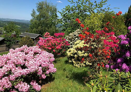 Rhododendron Rhododendron